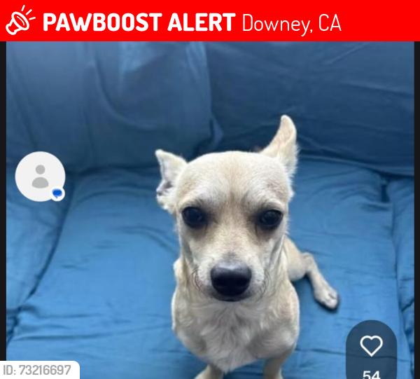 Lost Male Dog last seen Paramount and imperial, Downey, CA 90242