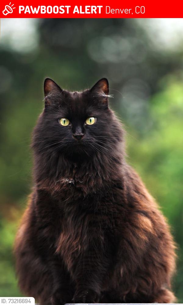 Lost Male Cat last seen Holly and Nebraska, Denver, CO 80246