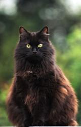 Lost Male Cat last seen Holly and Nebraska, Denver, CO 80246
