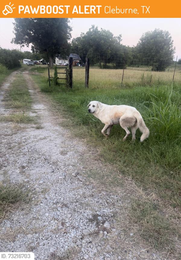 Found/Stray Unknown Dog last seen Island Grove Road, Cleburne, TX 76031
