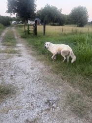 Found/Stray Unknown Dog last seen Island Grove Road, Cleburne, TX 76031