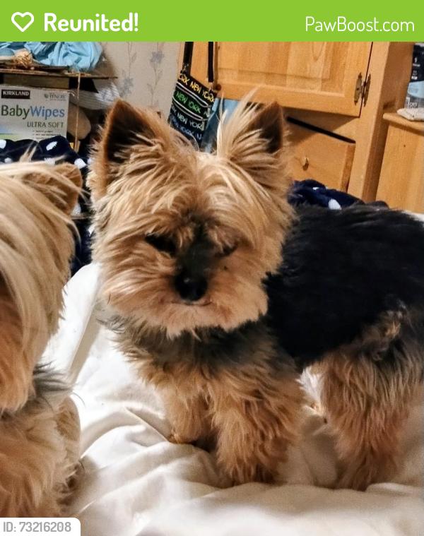Reunited Male Dog last seen Near SW 30, Federal Way, WA 98023