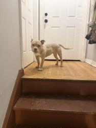 Lost Female Dog last seen South orange ave/ Boylan rec center, Newark, NJ 07106