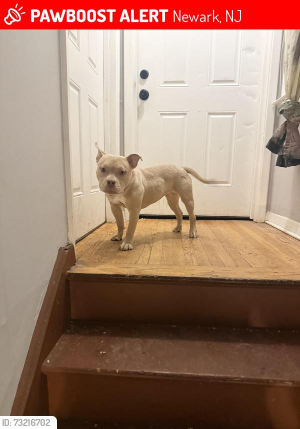 Lost Female Dog last seen South orange ave/ Boylan rec center, Newark, NJ 07106