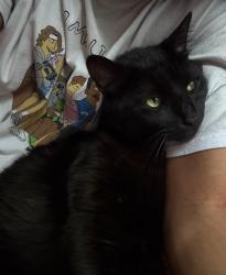 Lost Male Cat last seen Howell mill/collier rd, Atlanta, GA 30318