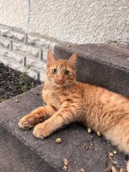 Found/Stray Male Cat last seen Indeed Brewery, Minneapolis, MN 55413