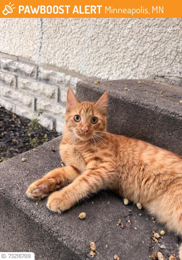 Found/Stray Male Cat last seen Indeed Brewery, Minneapolis, MN 55413