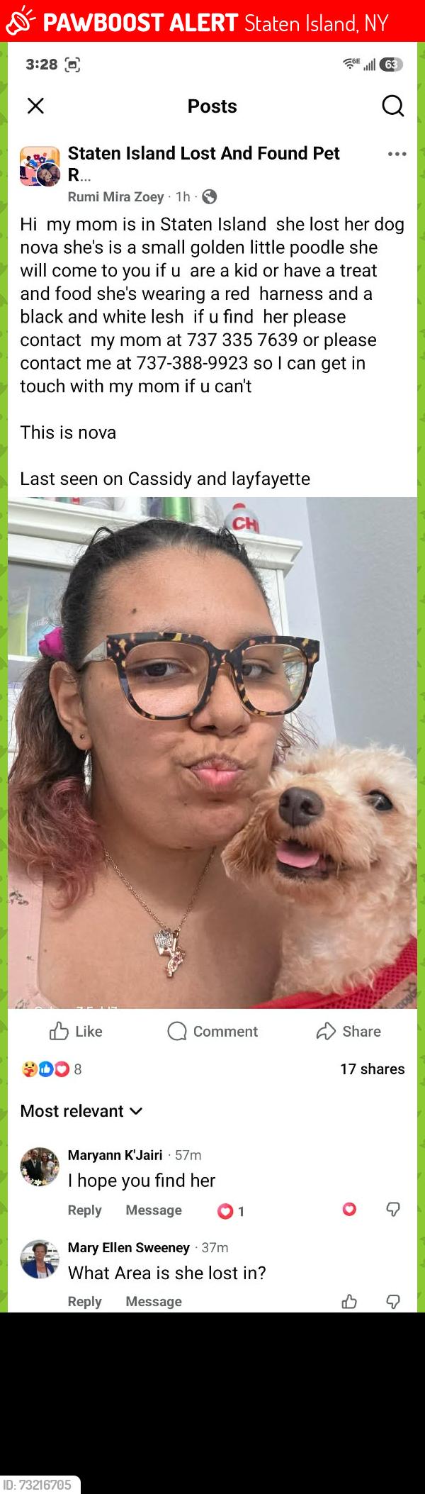 Lost Female Dog last seen Cassidy place and Lafayette, Staten Island, NY 10301