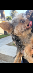 Reunited Male Dog last seen Glenoaks and Orange Grove, San Fernando, CA 91340