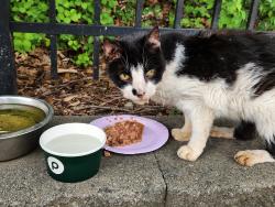 Found/Stray Unknown Cat last seen peace street/ capital blvd, Raleigh, NC 27612