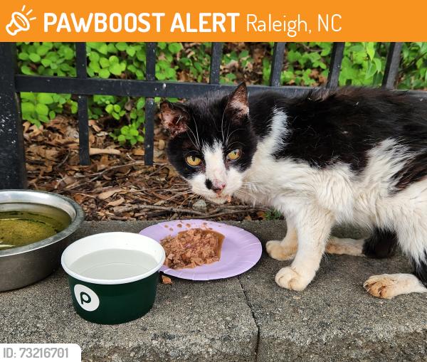 Found/Stray Unknown Cat last seen peace street/ capital blvd, Raleigh, NC 27612