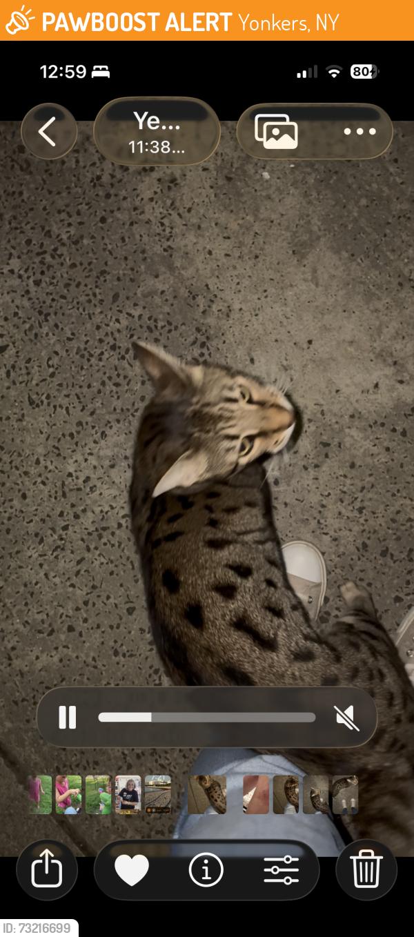 Found/Stray Unknown Cat last seen Hudson River Museum / near Shonnard Terrace, Yonkers, NY 10701
