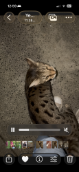 Found/Stray Unknown Cat last seen Hudson River Museum / near Shonnard Terrace, Yonkers, NY 10701