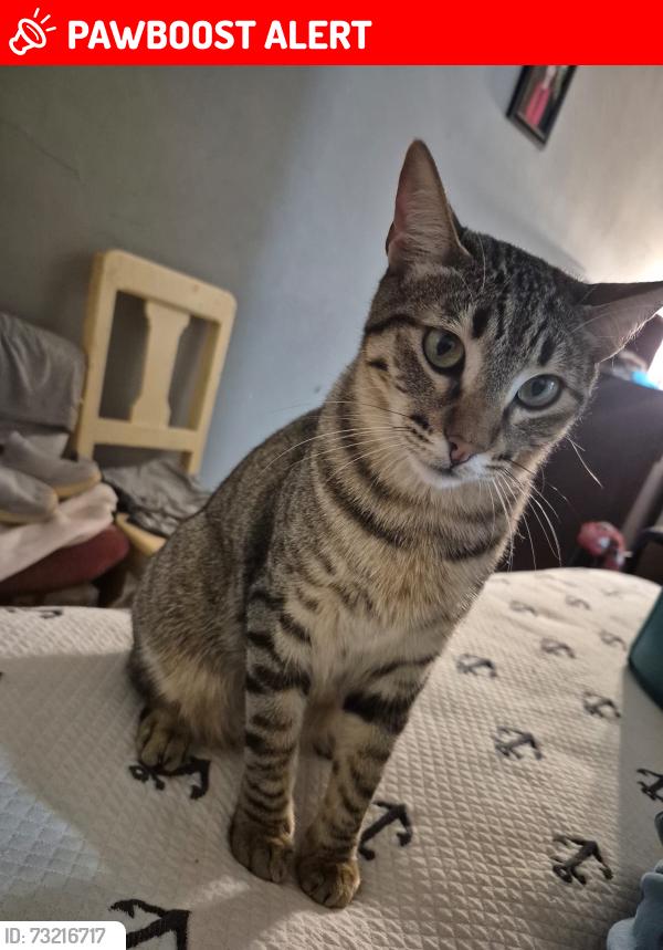 Lost Male Cat last seen Avenida nacional 44 santo Tomás Chiconautla cp55069, Ecatepec de Morelos, Méx. 55069