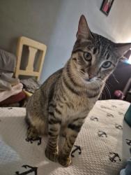Lost Male Cat last seen Avenida nacional 44 santo Tomás Chiconautla cp55069, Ecatepec de Morelos, Méx. 55069