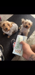 Lost Female Dog last seen Washington Park, North Miami Beach, FL 33162
