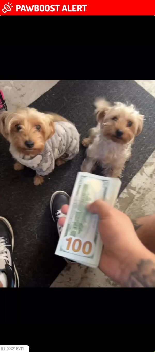 Lost Female Dog last seen Washington Park, North Miami Beach, FL 33162