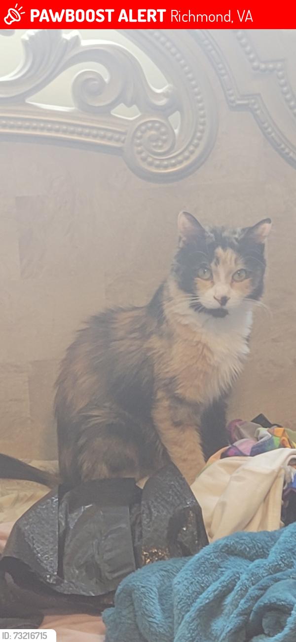 Lost Female Cat last seen Bellevue, Richmond, VA 23227