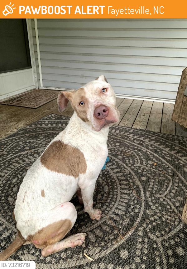 Found/Stray Female Dog last seen Santa Fe drive Fayetteville NC, Fayetteville, NC 28303