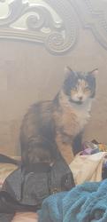 Lost Female Cat last seen Bellevue, Richmond, VA 23227