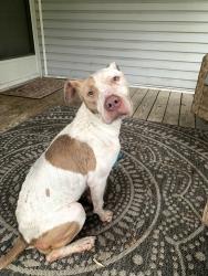 Found/Stray Female Dog last seen Santa Fe drive Fayetteville NC, Fayetteville, NC 28303