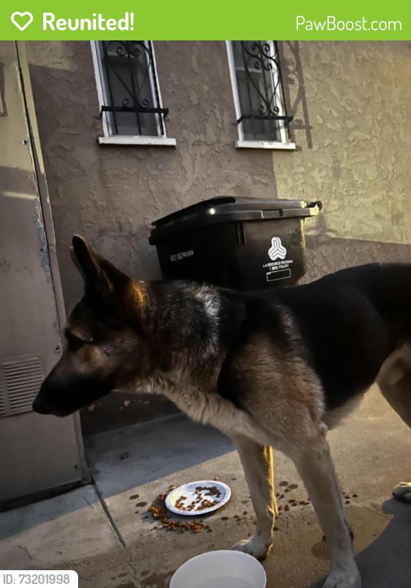 Reunited Male Dog last seen Van ness, Los Angeles, CA 90047