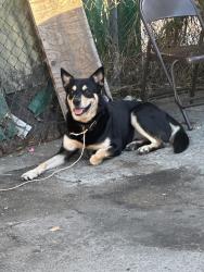 Reunited Male Dog last seen Pico and Hoover street, Los Angeles, CA 90006