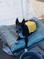 Reunited Male Dog last seen River bike path passing 605 fwy bridge, Pico Rivera, CA 90660