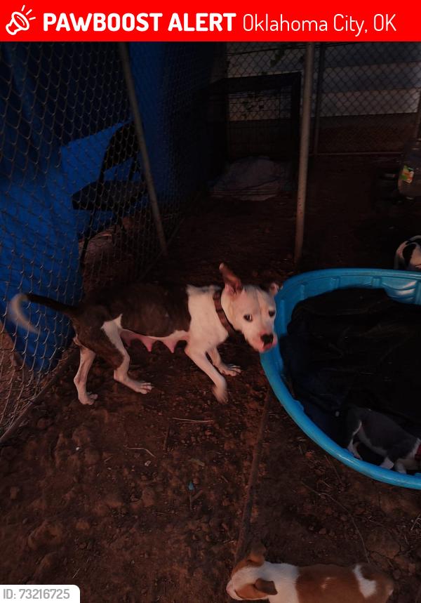 Lost Female Dog last seen Near s parkview ave, Oklahoma City, OK 73119