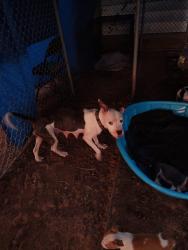 Lost Female Dog last seen Near s parkview ave, Oklahoma City, OK 73119