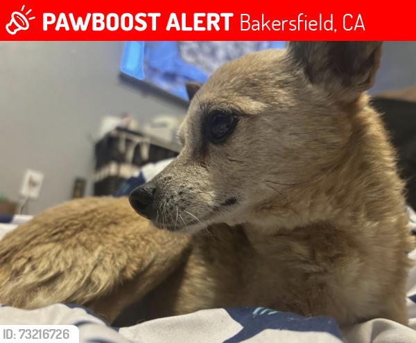 Lost Female Dog last seen District Blvd and White Lane, Bakersfield, CA 93311