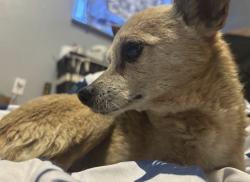 Lost Female Dog last seen District Blvd and White Lane, Bakersfield, CA 93311