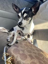 Reunited Female Dog last seen 10th ave and Rudolf road, Palm Springs, FL 33461