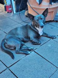 Reunited Male Dog last seen River bike path passing 605 fwy bridge, Pico Rivera, CA 90660