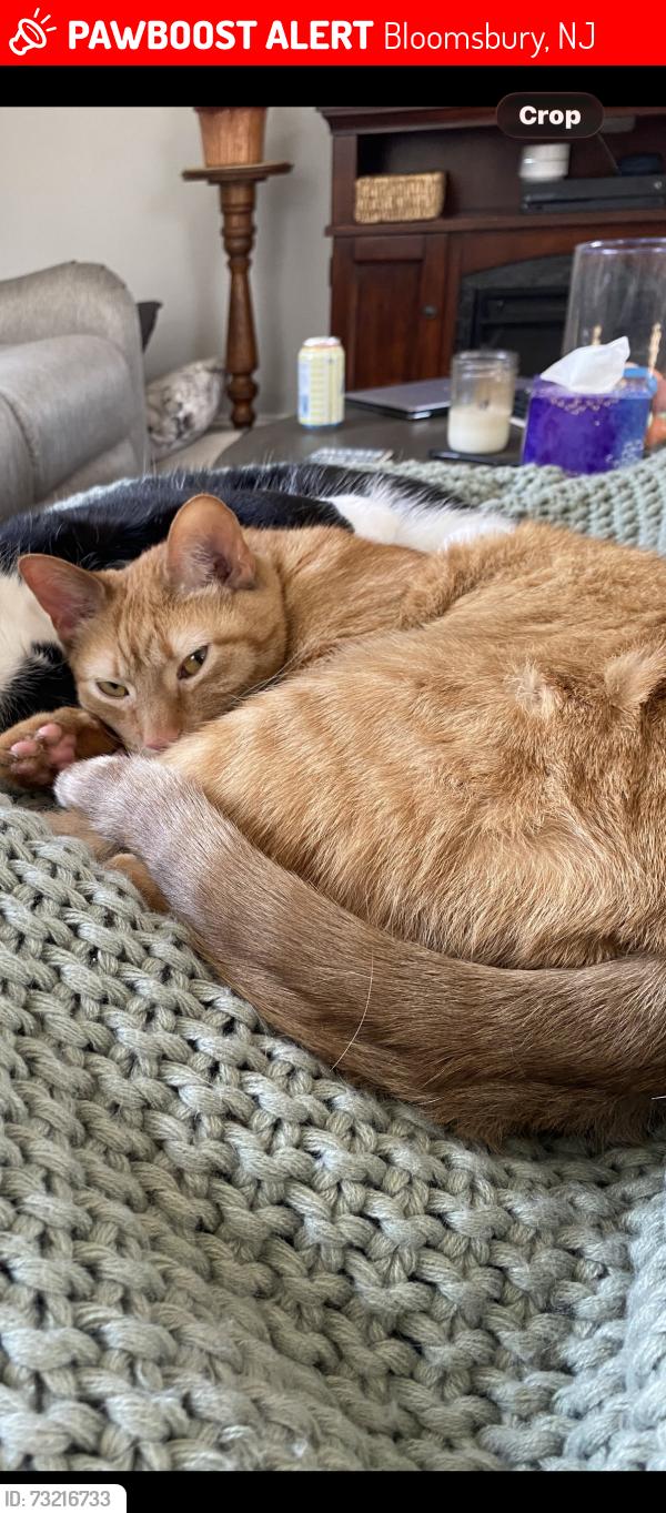 Lost Male Cat last seen Center St, Bloomsbury NJ, Bloomsbury, NJ 08804