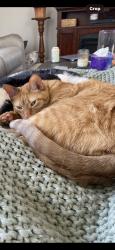 Lost Male Cat last seen Center St, Bloomsbury NJ, Bloomsbury, NJ 08804