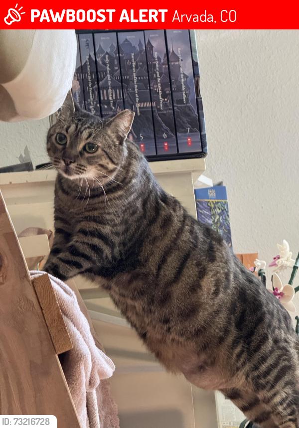 Lost Female Cat last seen Grandview and Lamar, Arvada, CO 80002