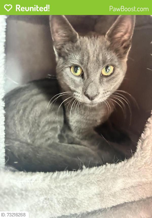 Reunited Male Cat last seen Royal drive and nine mile road, Spokane, WA 99208