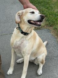 Reunited Female Dog last seen June ave and e 14th st, Idaho Falls, ID 83404