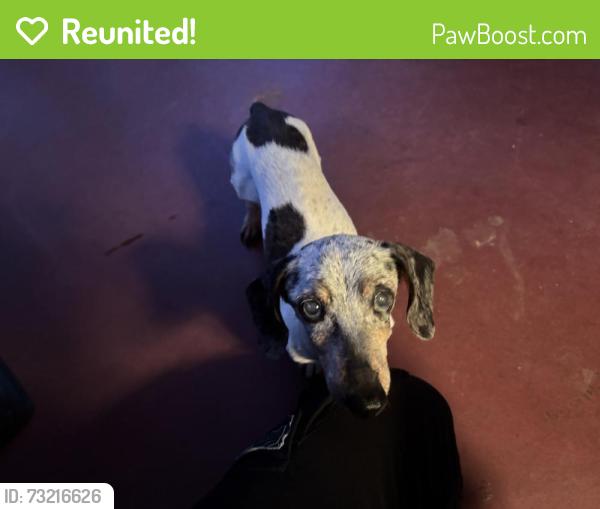 Reunited Female Dog last seen Neighborhood by Buck Lake, Tallahassee, FL 32317