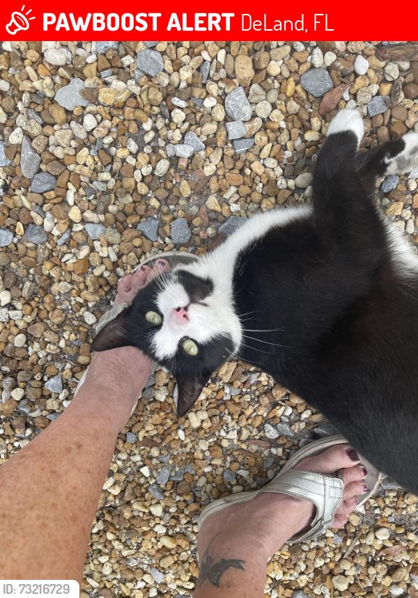 Lost Male Cat last seen Boundary between Minnesota and Wisconsin, DeLand, FL 32720