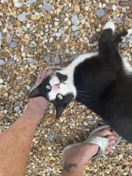 Lost Male Cat last seen Boundary between Minnesota and Wisconsin, DeLand, FL 32720