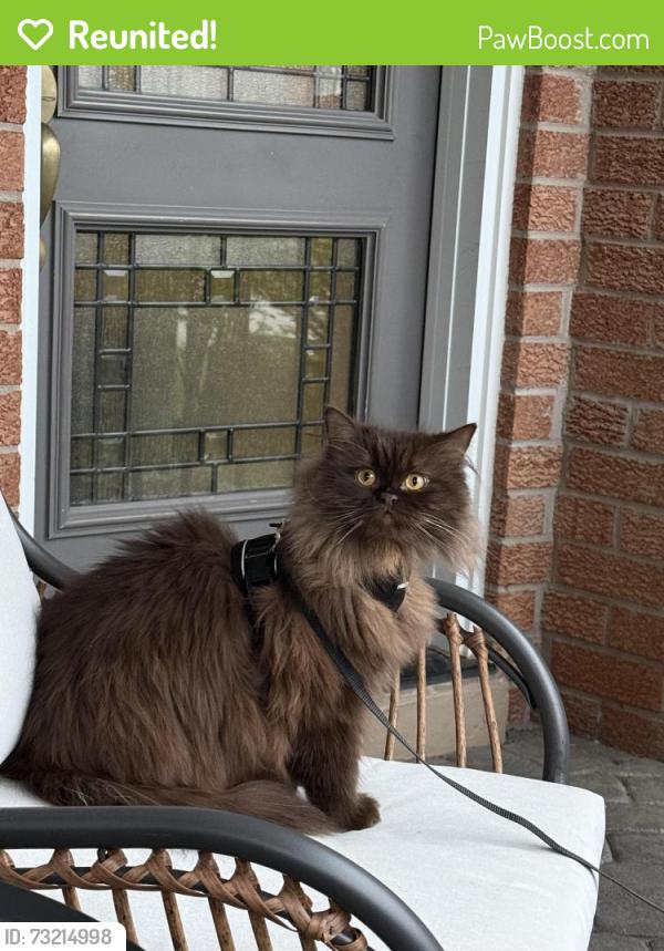 Reunited Female Cat last seen Galbraith Drive, Mississauga, ON L5L 4B8