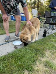 Reunited Unknown Dog last seen June ave and 14th st, Idaho Falls, ID 83404