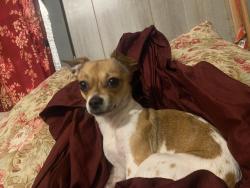 Lost Female Dog last seen Near Market St Baytown, TX 77520 United States, Baytown, TX 77520