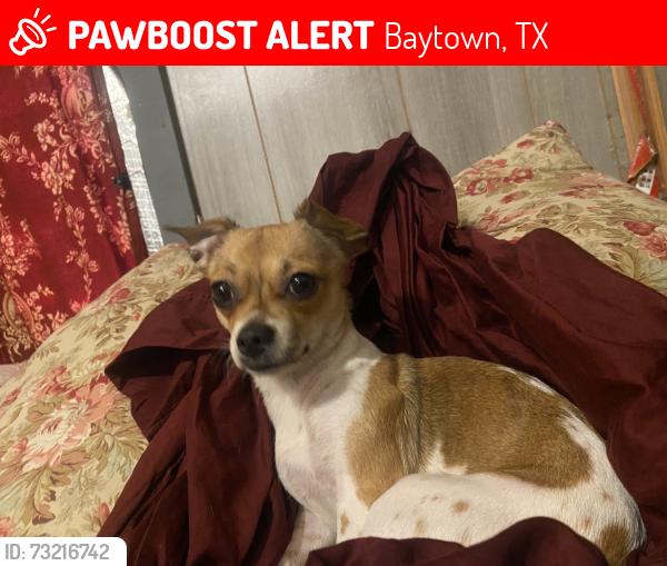 Lost Female Dog last seen Near Market St Baytown, TX 77520 United States, Baytown, TX 77520