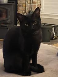 Lost Female Cat last seen Clough creek road, Redding, CA 96002