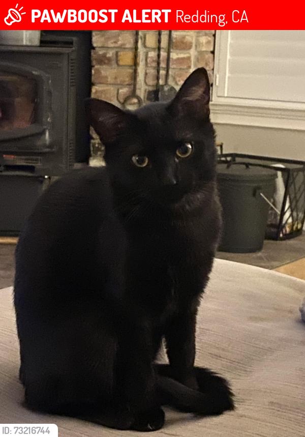 Lost Female Cat last seen Clough creek road, Redding, CA 96002