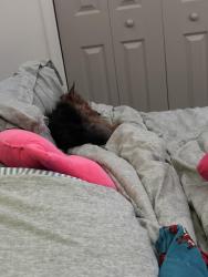 Reunited Female Dog last seen Garrison Blvd, Baltimore, MD 21207