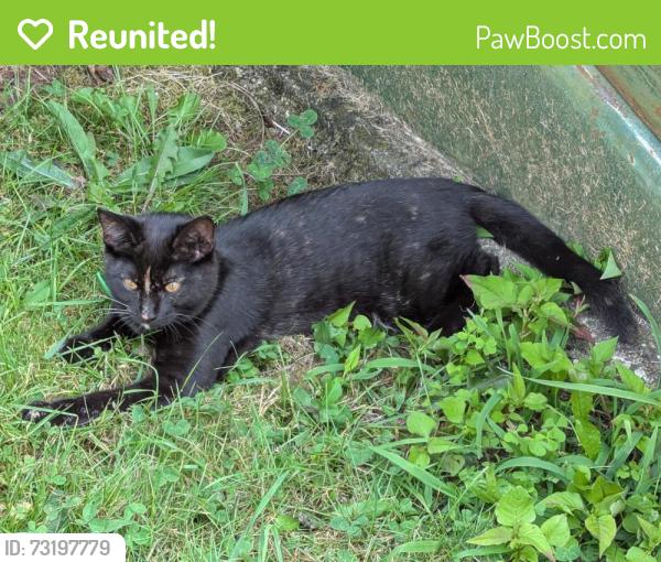 Reunited Female Cat last seen Near Assembly Court Fayetteville, NC 28306, Fayetteville, NC 28306